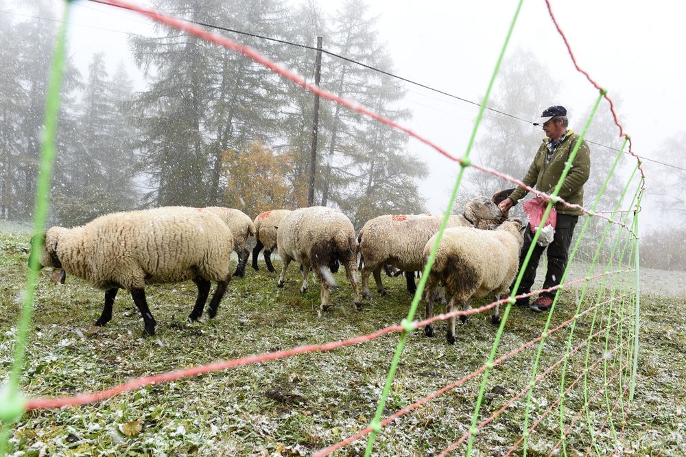 Protéger son troupeau contre les loups