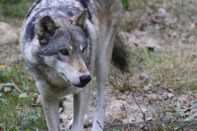 Protéger son troupeau contre les loups