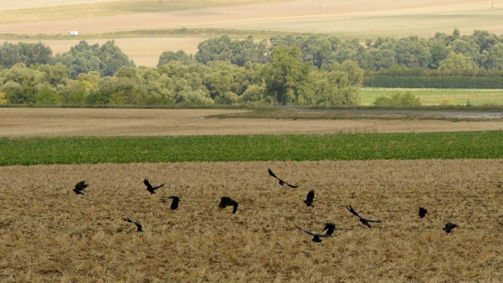 Protection
 des semis : quels effaroucheurs choisir ?