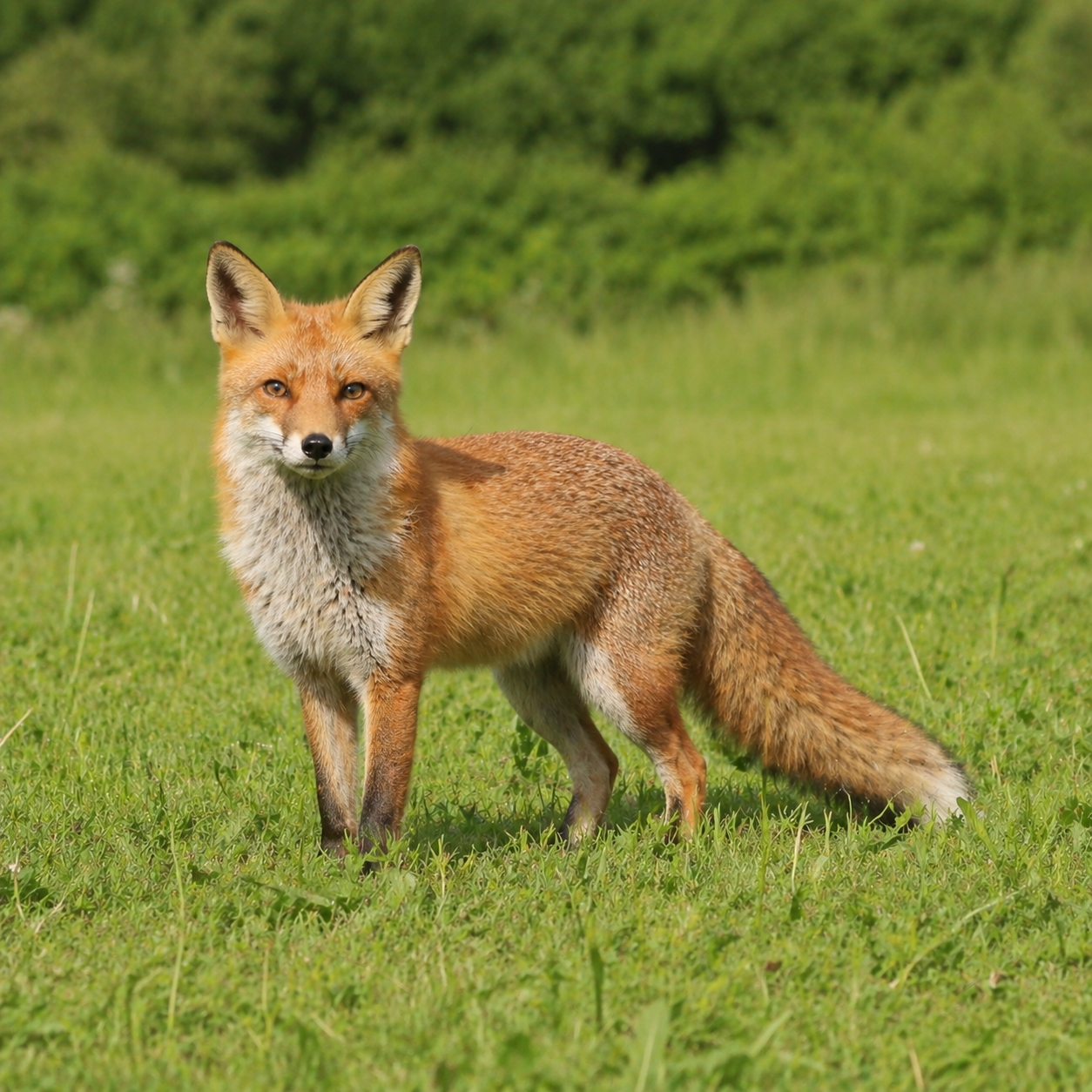 Renards