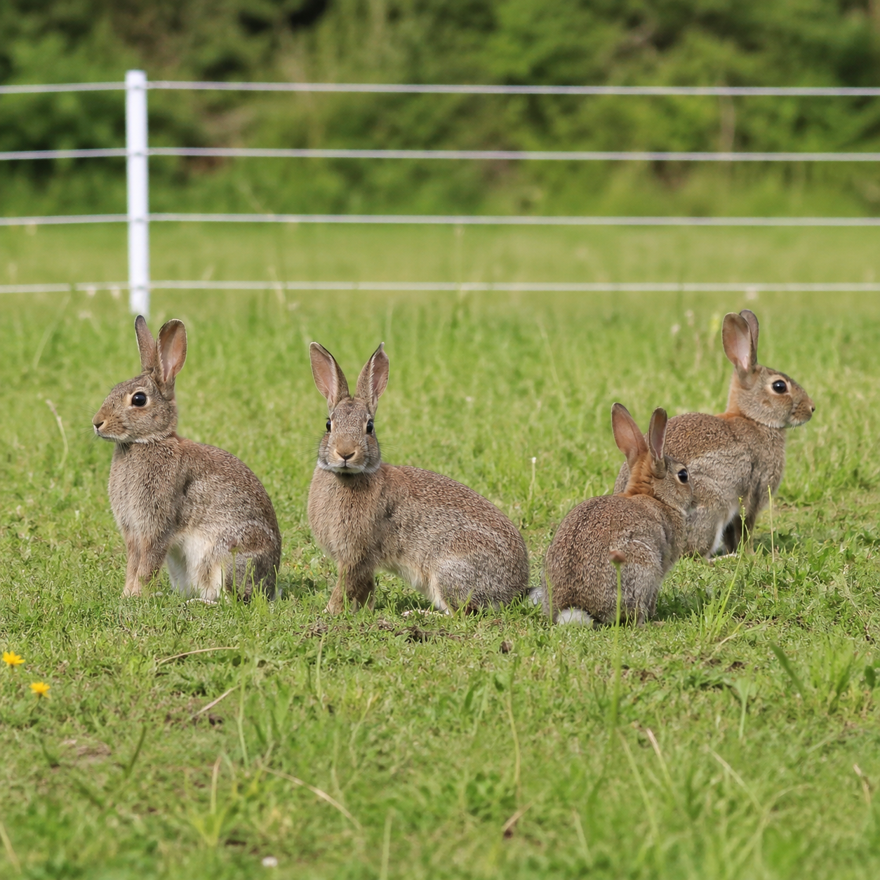 Lapin / Lièvre
